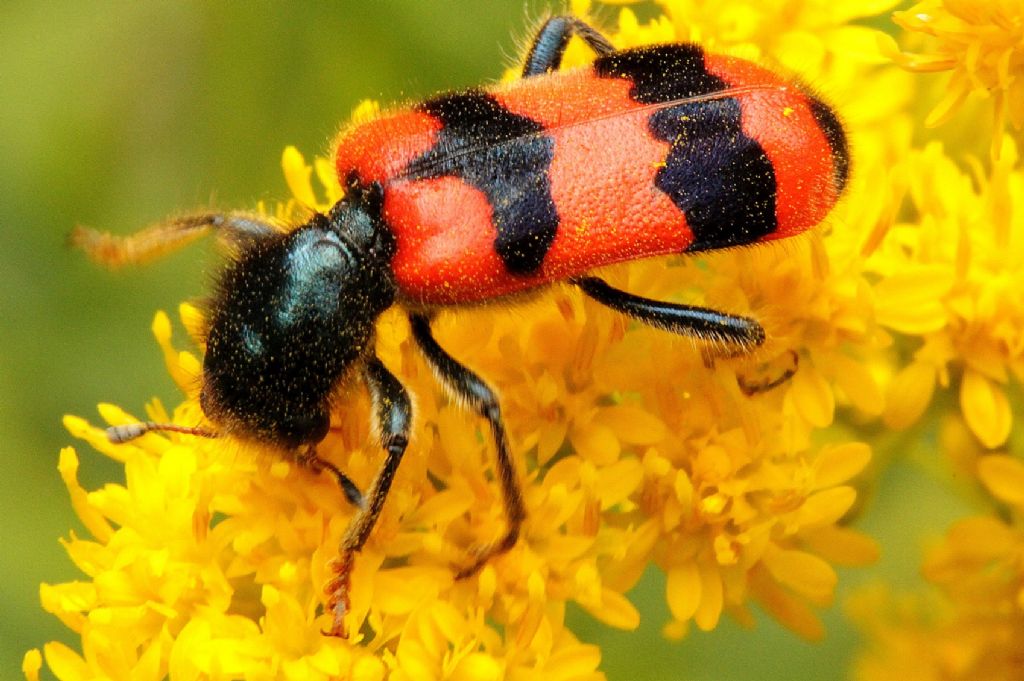 Trichodes apiarius, Cleridae